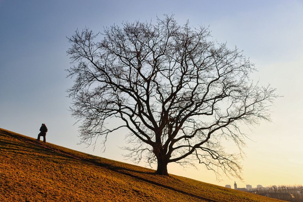 arborist skåne