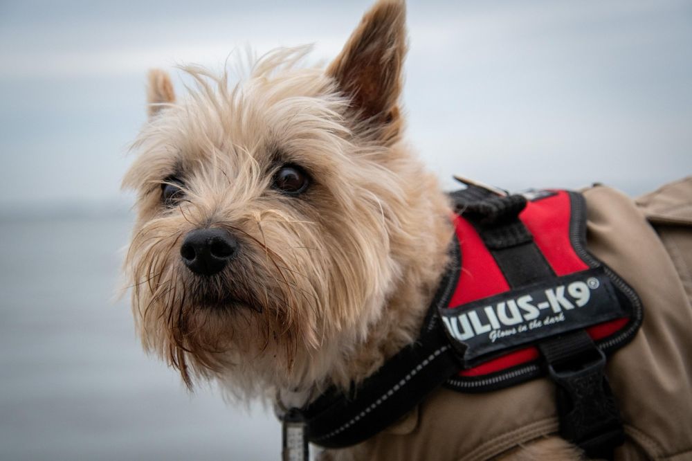 dækkener til hunde