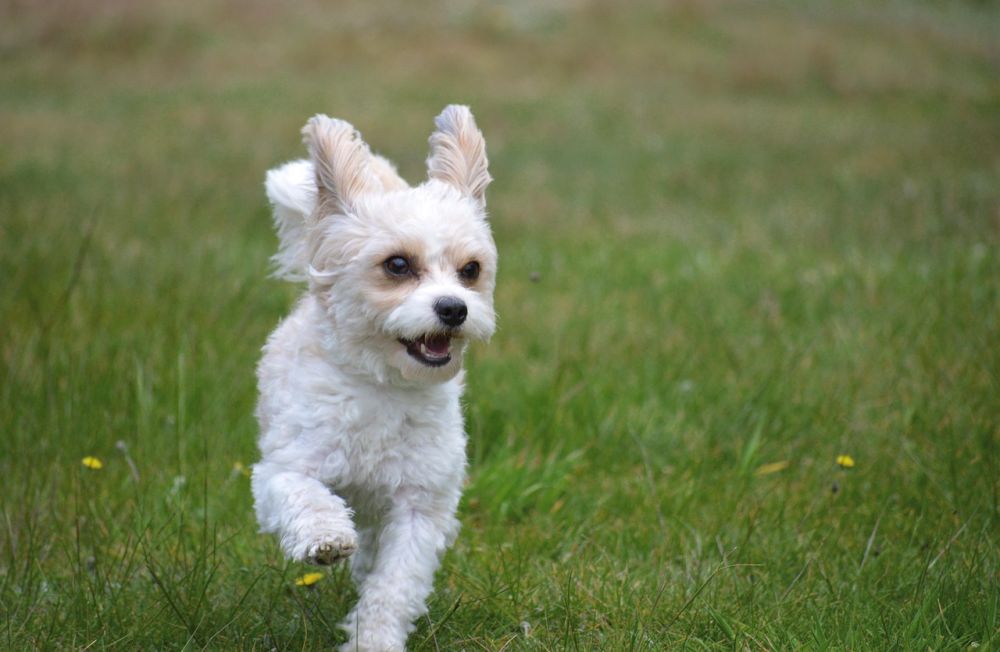 hunddagis i Sollentuna