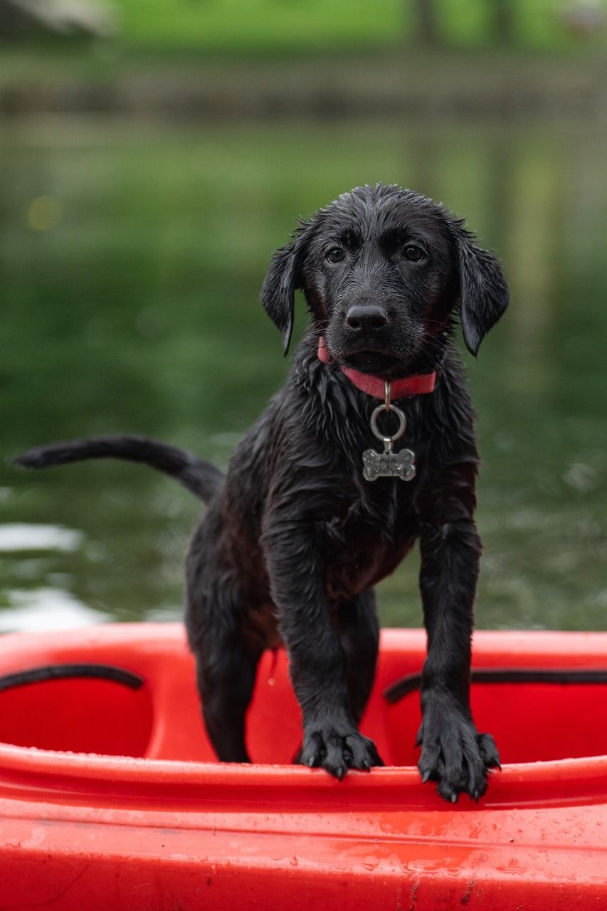 hundetræning