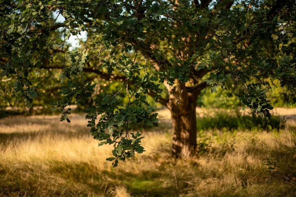 Naturvård