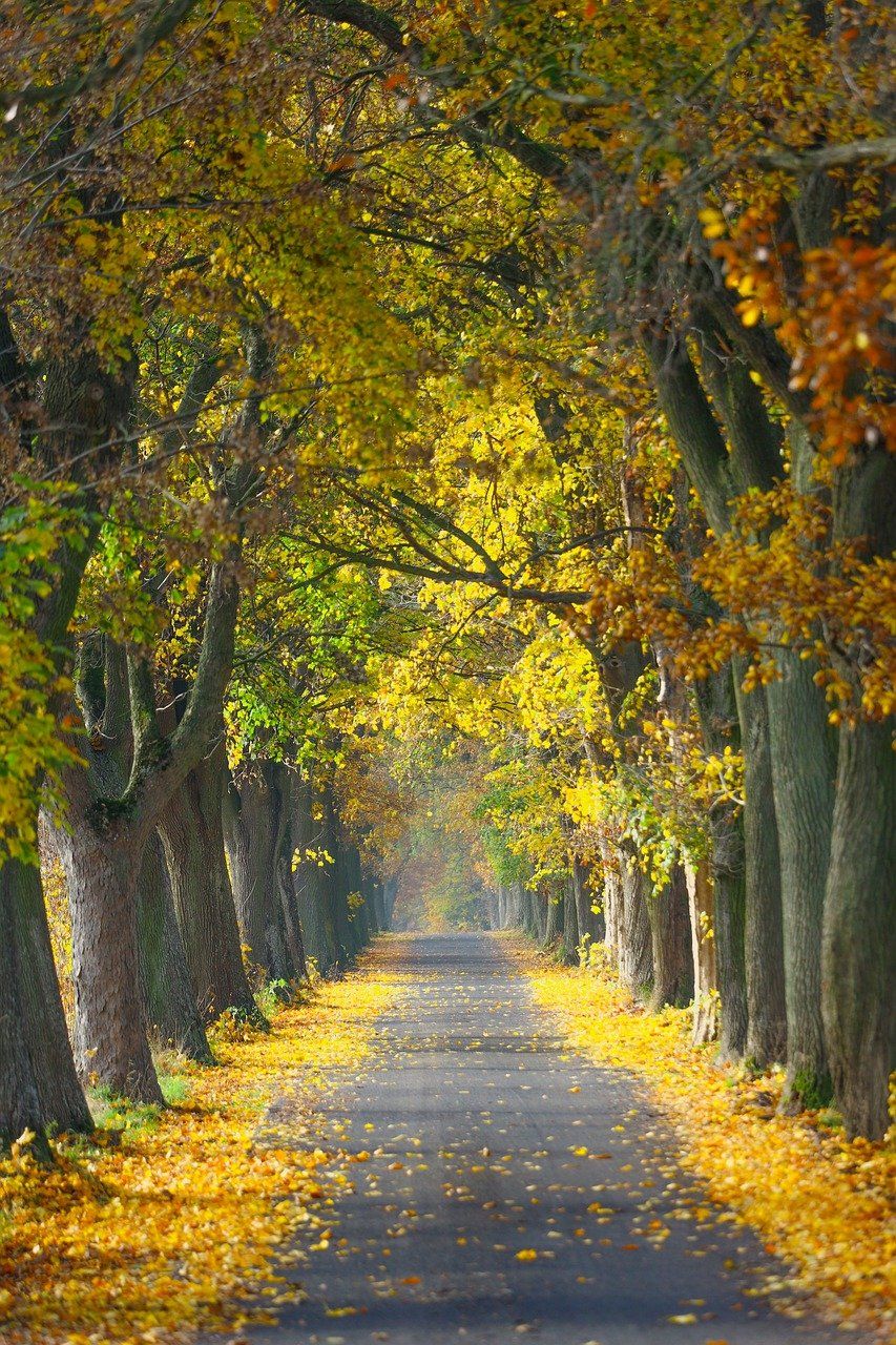 Arborist