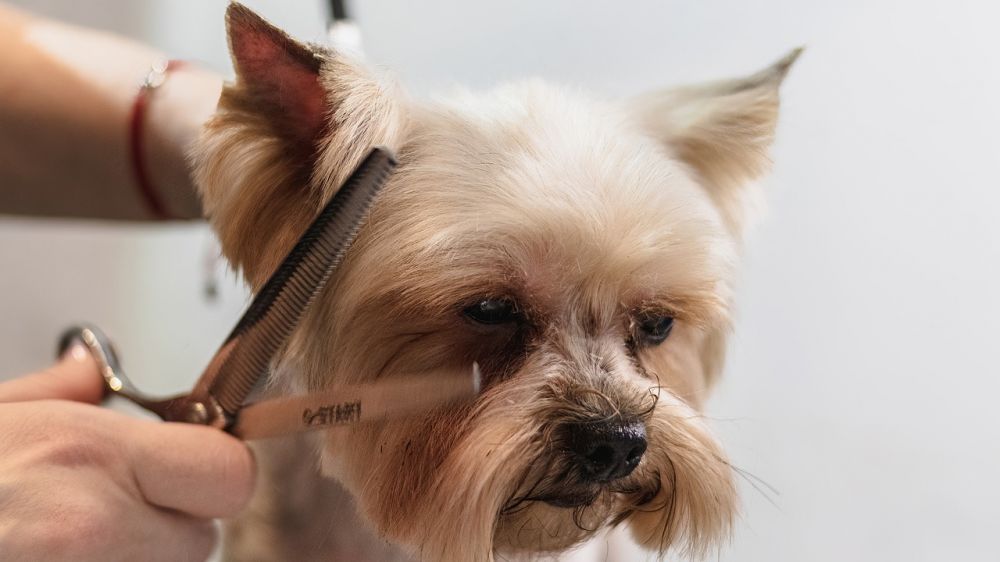 klippemaskiner til hund