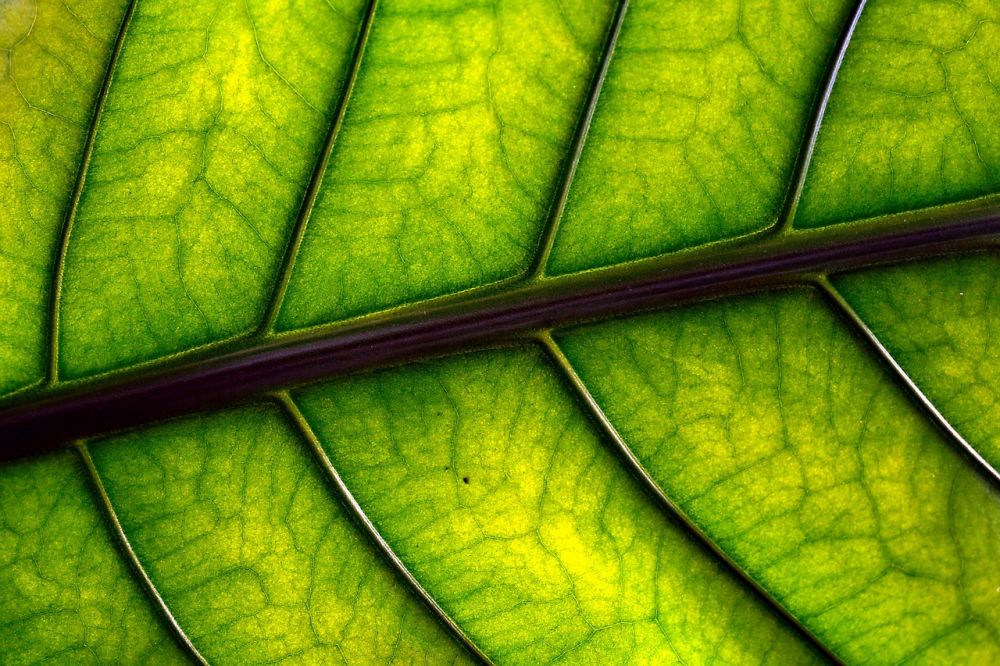 Bioenergi