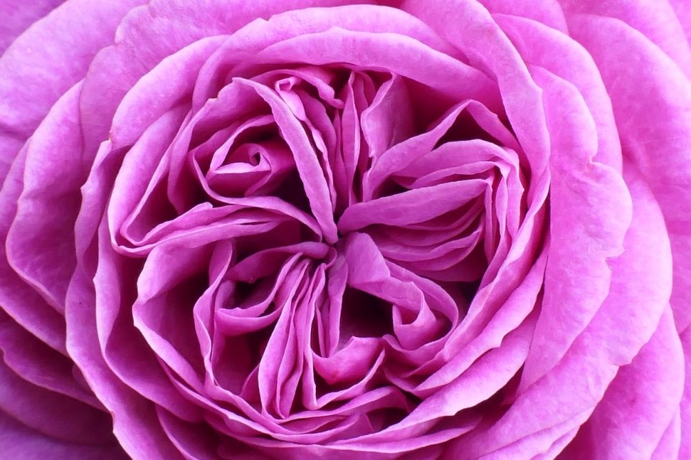 blombud Stockholm