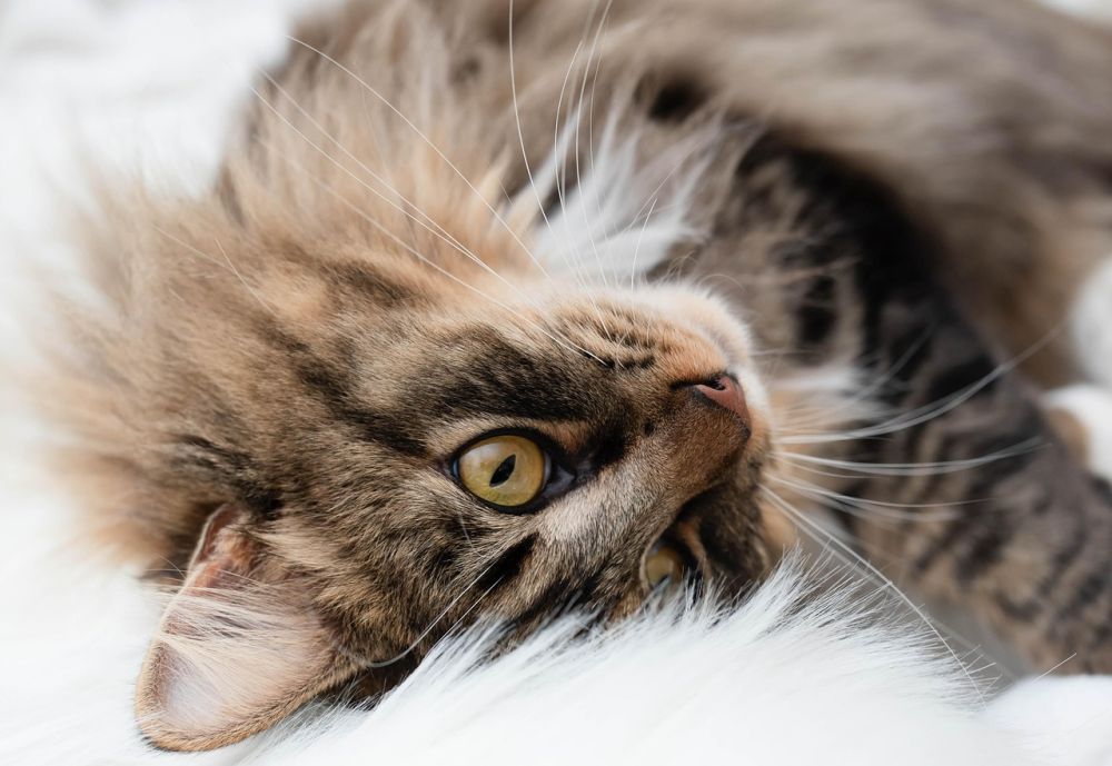 tandvård katt
