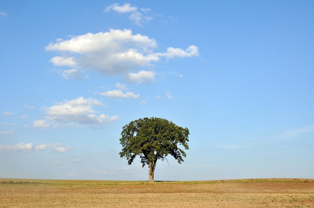 Arborist Malmö