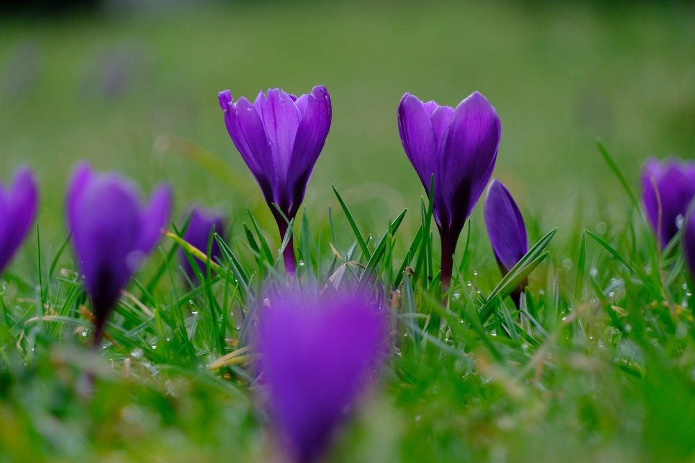 blommor åre