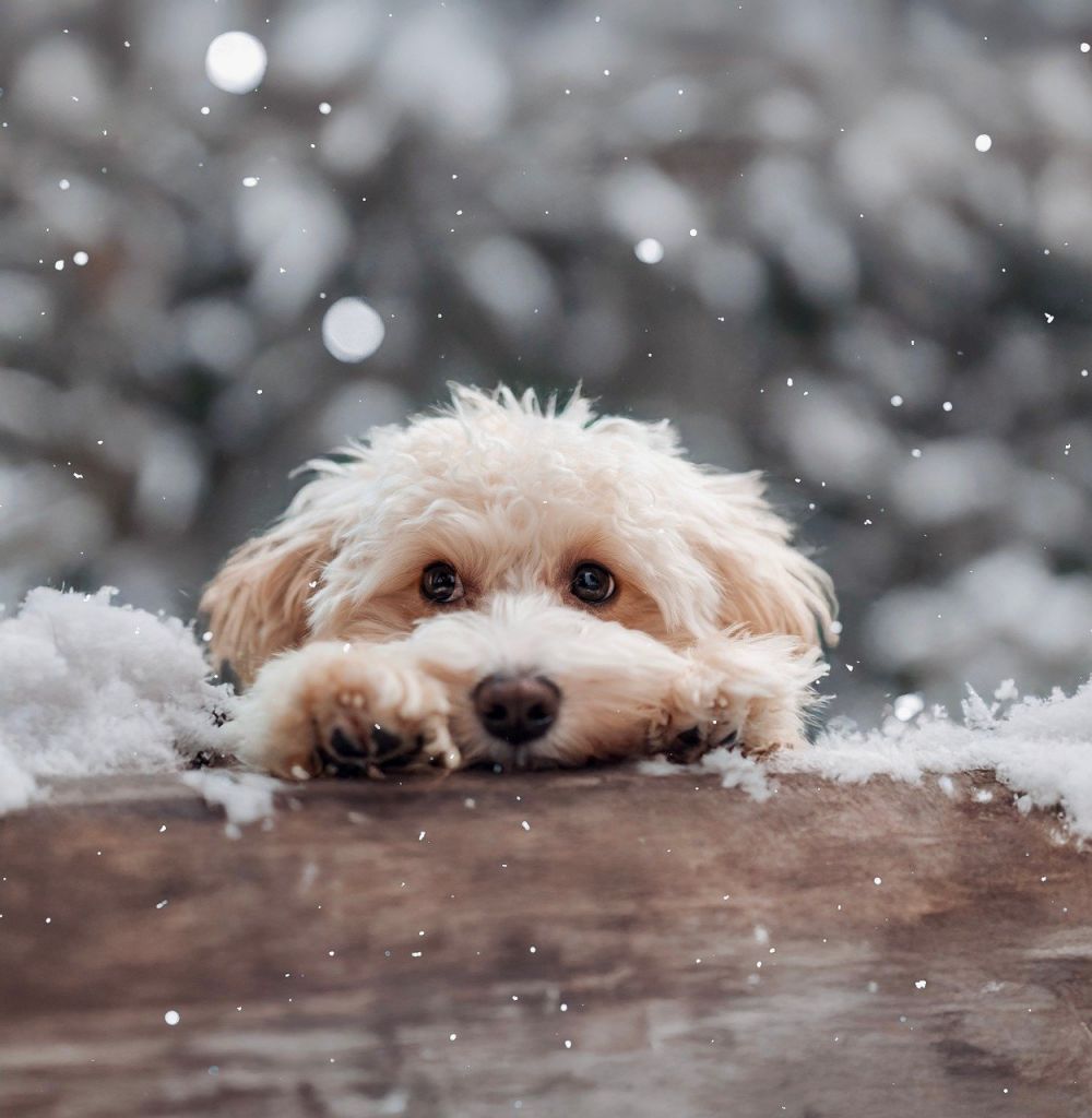maltipoo