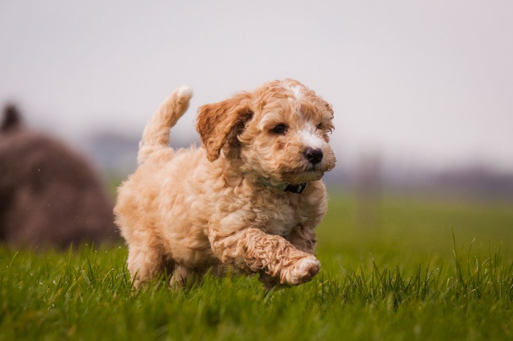 Australian Labradoodle