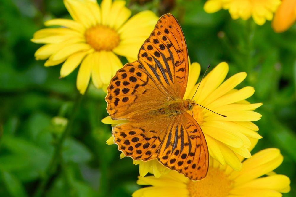 AI & Maskininlärning