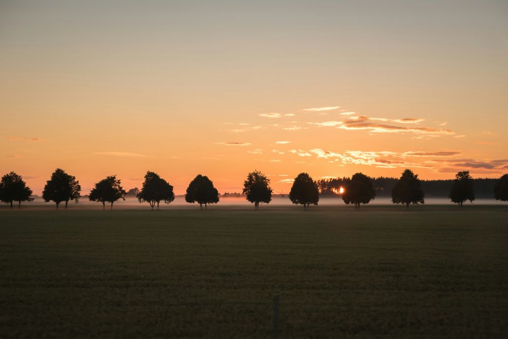 stubbfräsning