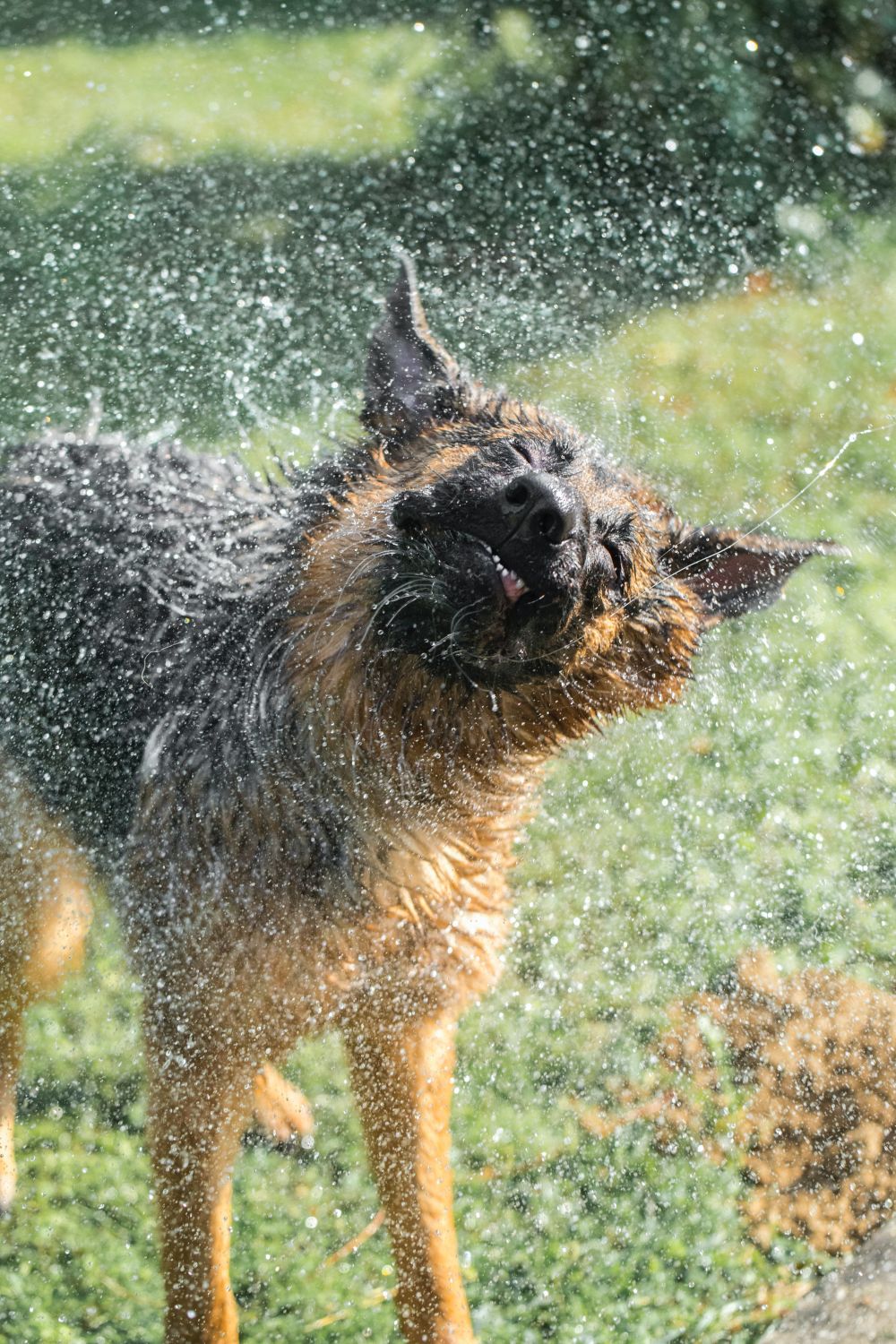 vattentrask hund