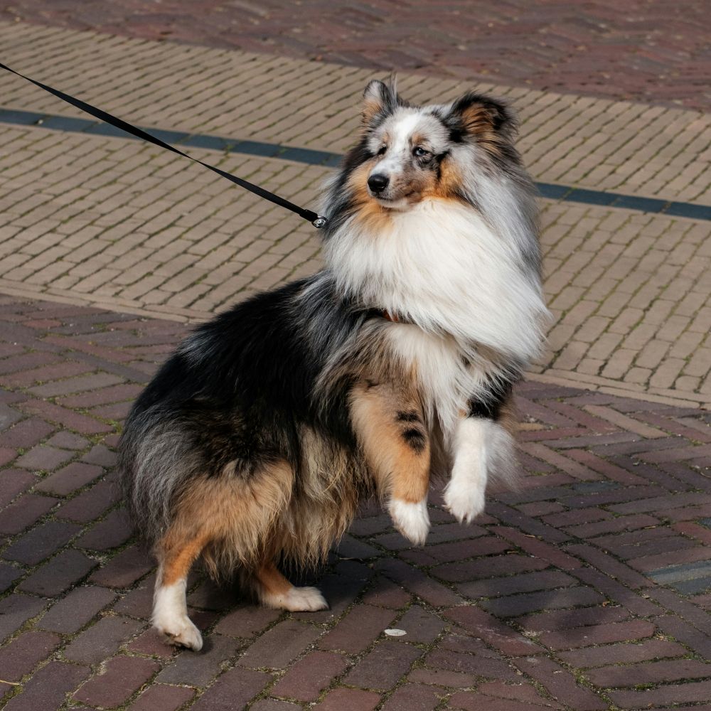flexliner hund