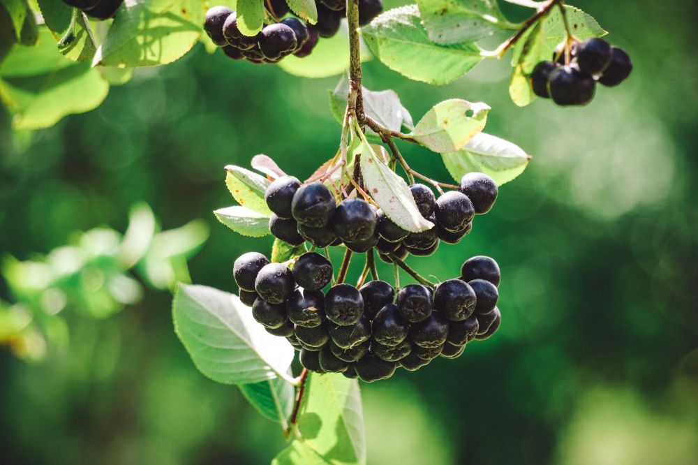 Aronia