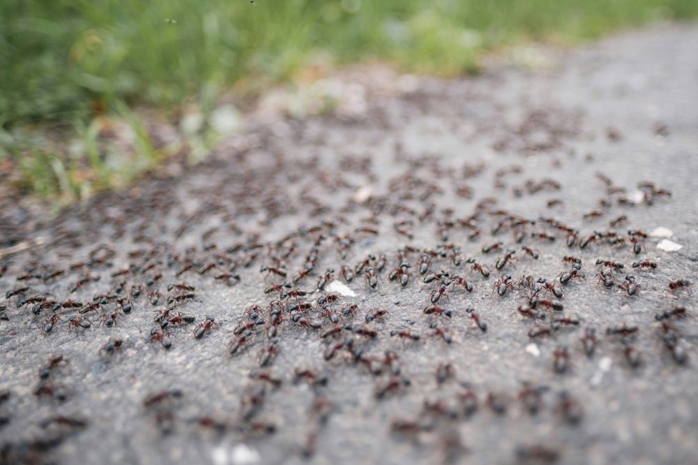 Skadedyrsbekæmpelse Odsherred