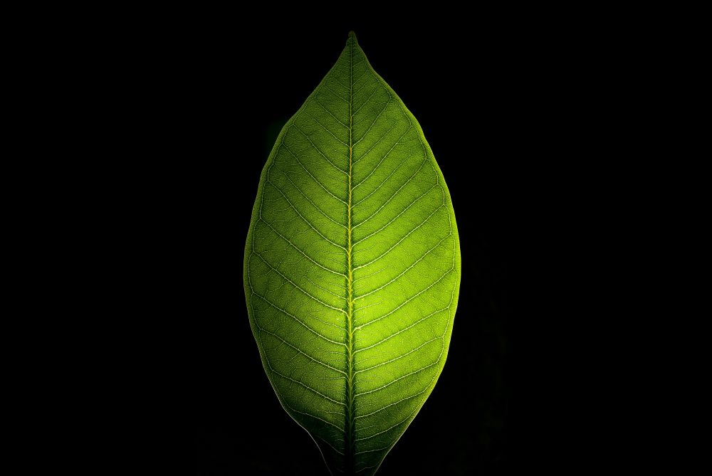 Bioenergi