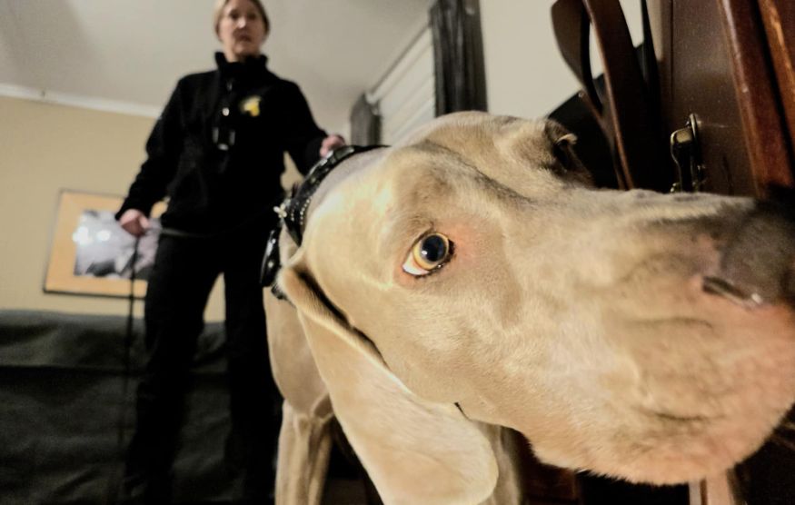 drug dog
