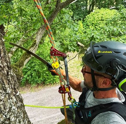 Tree felling in M&ouml;lndal