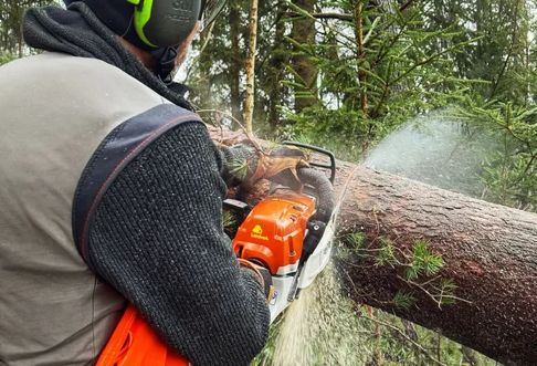 Tree felling in Onsala
