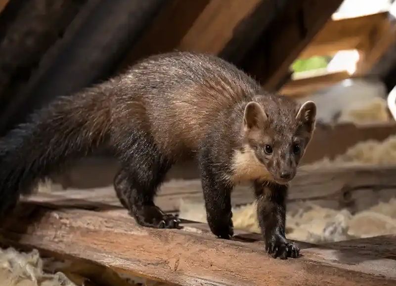 Pest control Zealand