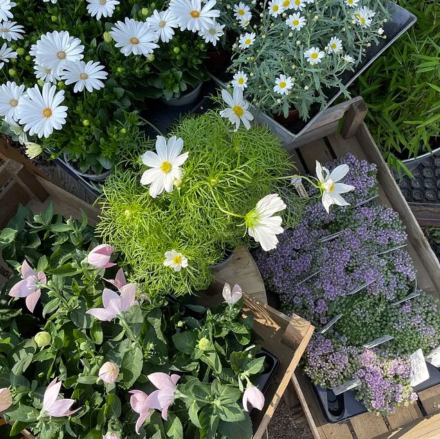 flowers Klippan