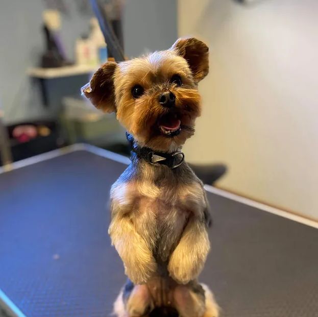 dog clipping kristianstad