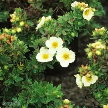 Shrubbery