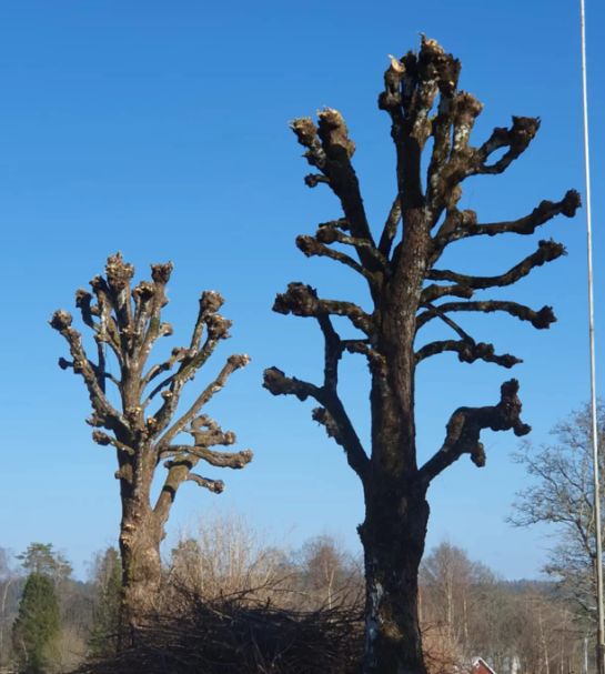 arborist Värnamo