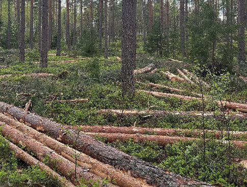 timber purchases Östergötland