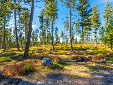 timber purchases Östergötland