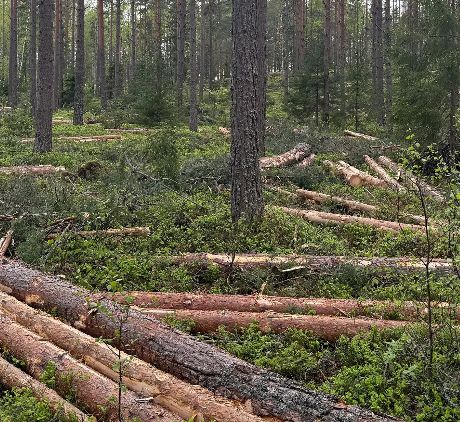 Felling Östergötland