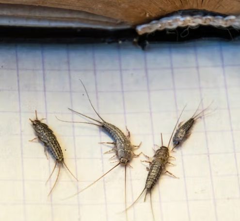 bearded dragon Glostrup